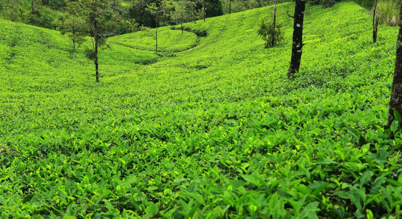 Misty Mountain Experience By Perfect Stays Pīrmed Eksteriør billede